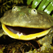 Frogtastic
