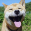 GfoX