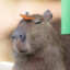 Capybara