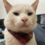 BlueCat