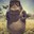 Hippo