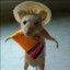 Mexican Rat