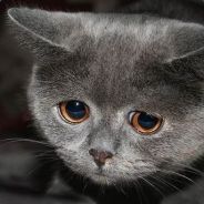 wanschi - steam id 76561197970988819