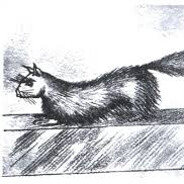 gef the mongoose