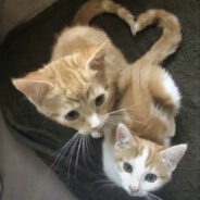 内向文静小女生