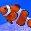 Nemo 385ideal - Leopardu Mami