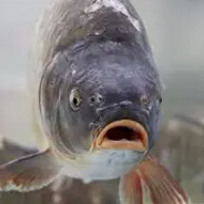 Pan_Karpik_skins.army