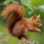 chestnut