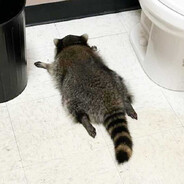 raccoon
