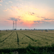 落雪不知梧桐意