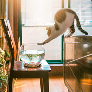 阿姆斯特朗加速回旋的嫌疑人