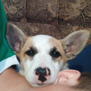 Krokodilobombardiro - steam id 76561199217282619