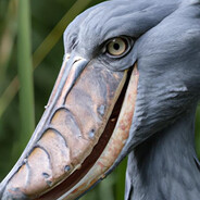 THE BLuE SHOEBiLL