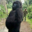 ARealChillGorilla