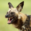 Hyena;)