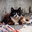 DRRIVR &quot;Street Cat&quot;