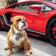 redBulldoge CSGOSKINS