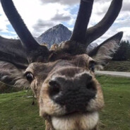 олень гандурасов