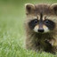 Raccoon0421