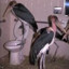 birdwatcher willis