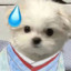 鹤