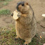 Marmot