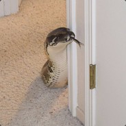 NO