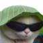 PanCoolCat