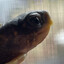 TurtleGoblin
