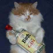 (ٿ)  ๑۩۞۩๑~( _`> Cr0cBl@nc (ٿ)