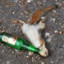 Useless Drunk Squirrel