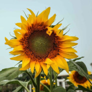 习惯了这朝朝暮暮