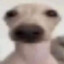 prst v nose