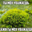 Ты мох уважаешь?