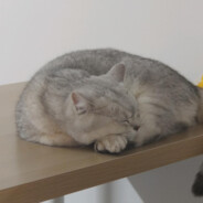 依旧忆酒跋遥铃