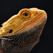 Scorpion_1 avatar