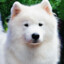 Samoyed