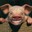 [QF]Clubberpig