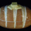 L.A. Bread