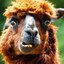 The Llama