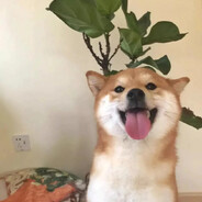 渴望纯情女大的爱