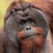 Orangutini Steam avatar