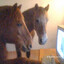 2 horses and a keyboard