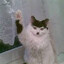 Adolf Kitler