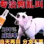 璃月七星电弧星