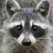 Raccoon