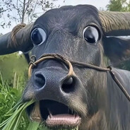 IVANMER伊万牛耳♂