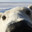 ursus maritimus
