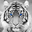 IceTiger