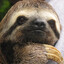 FuzzySloth